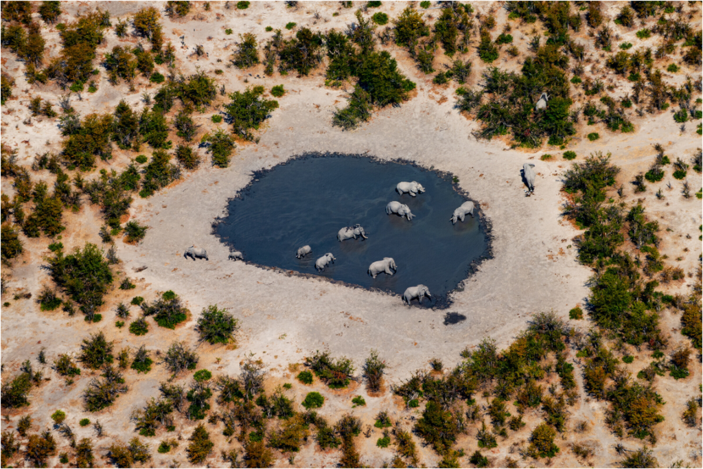 Main image Elefant from above, Caprivi, Namibia, 2025