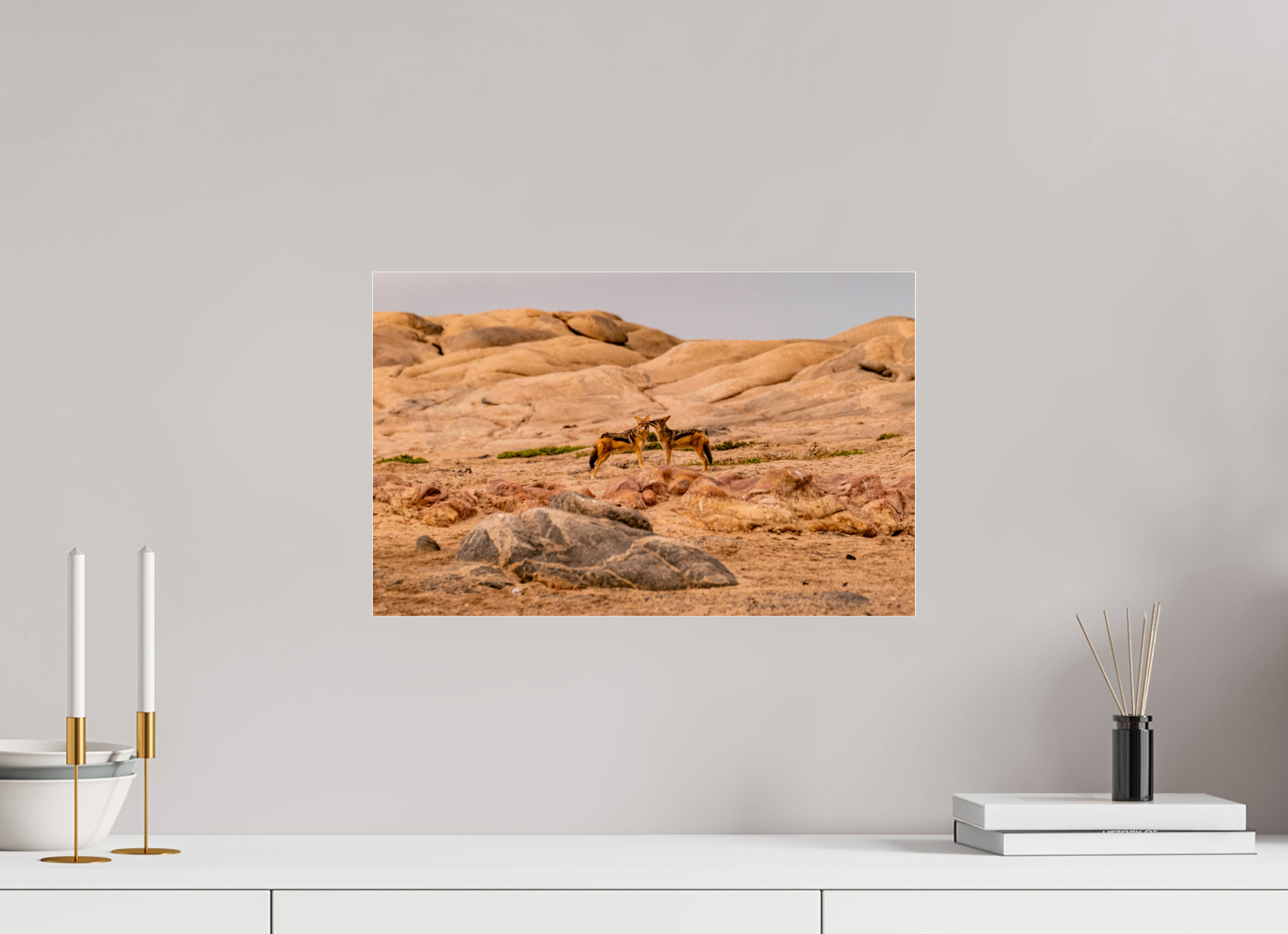 47,3 x 30 cm, Photo Print Under Acrylic Glass Jackal, Skeleton Cost, Namibia, 2025