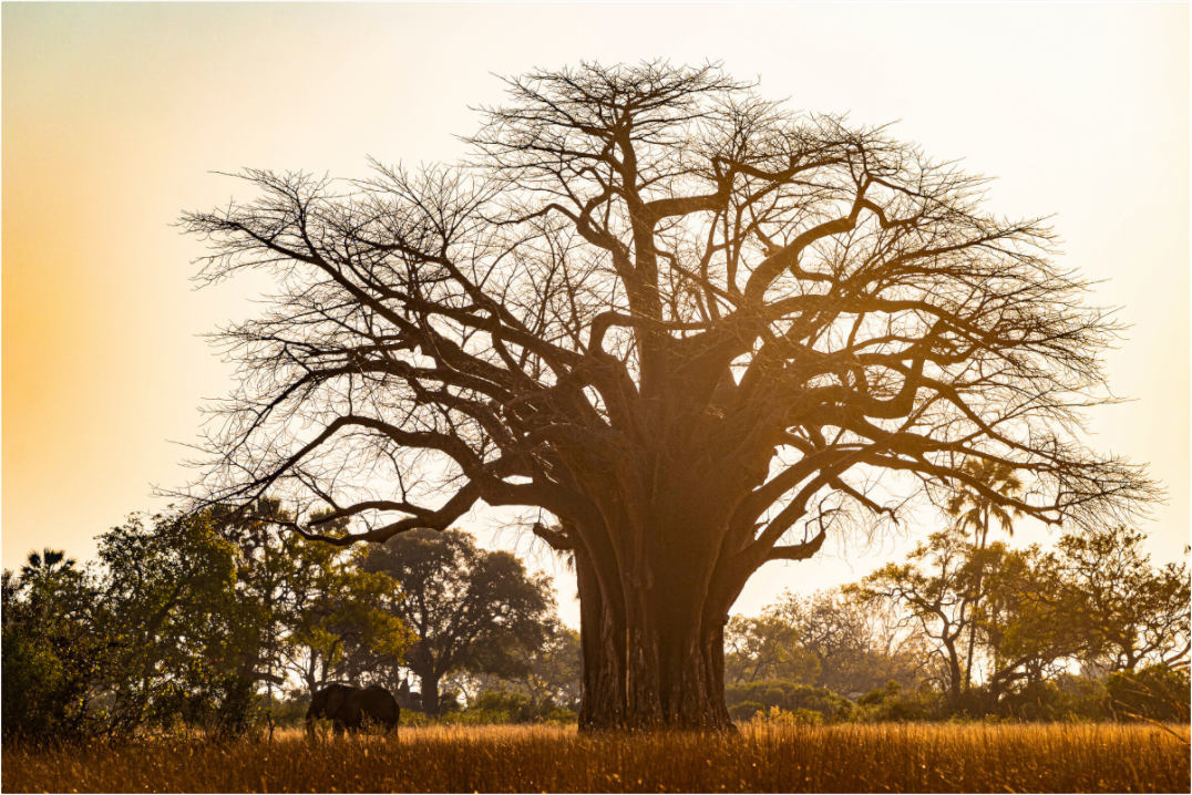 Main image Baobab tree, Botswana, 2025