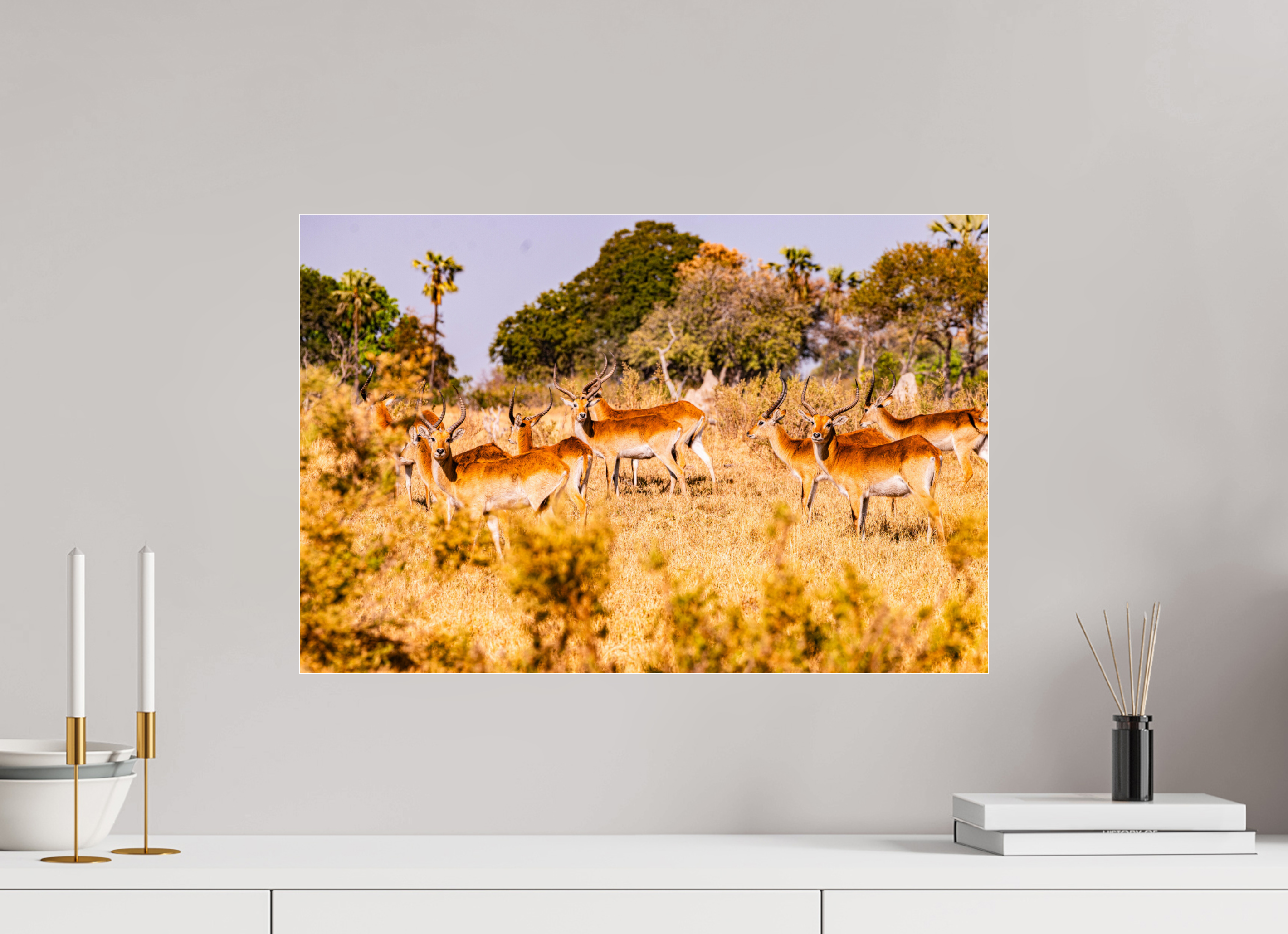 60 x 40 cm, Photo Print Under Acrylic Glass Lechwe Antilope, Okavango Delta, Botswana, 2025