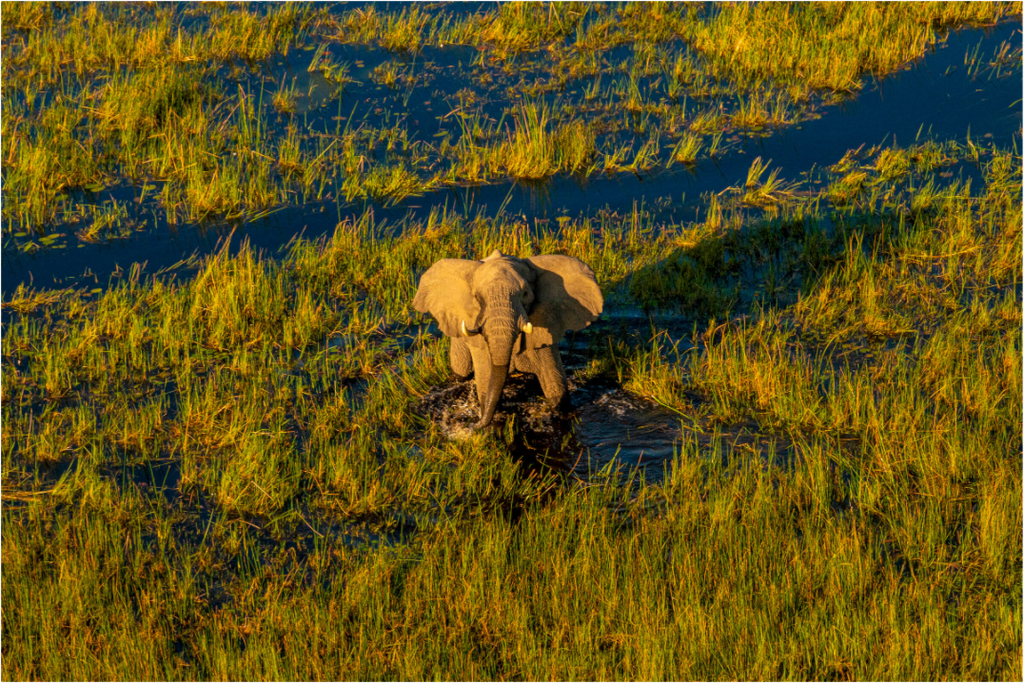 Main image Elefant from above, Okavango Delta, Botswana, 2025