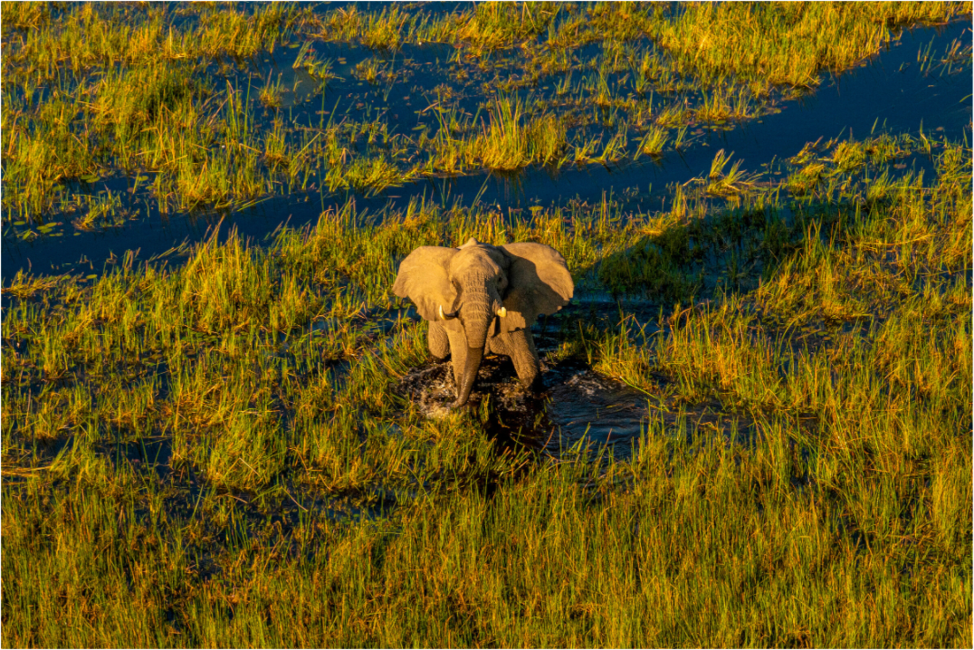 Main image Elefant from above, Okavango Delta, Botswana, 2025