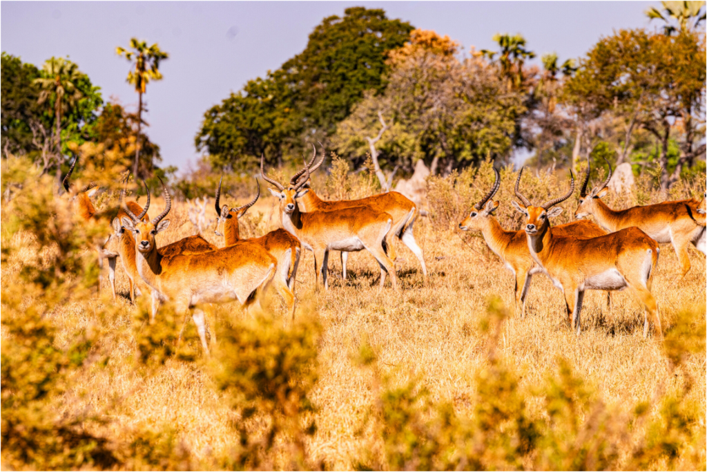 Main image Lechwe Antilope, Okavango Delta, Botswana, 2025