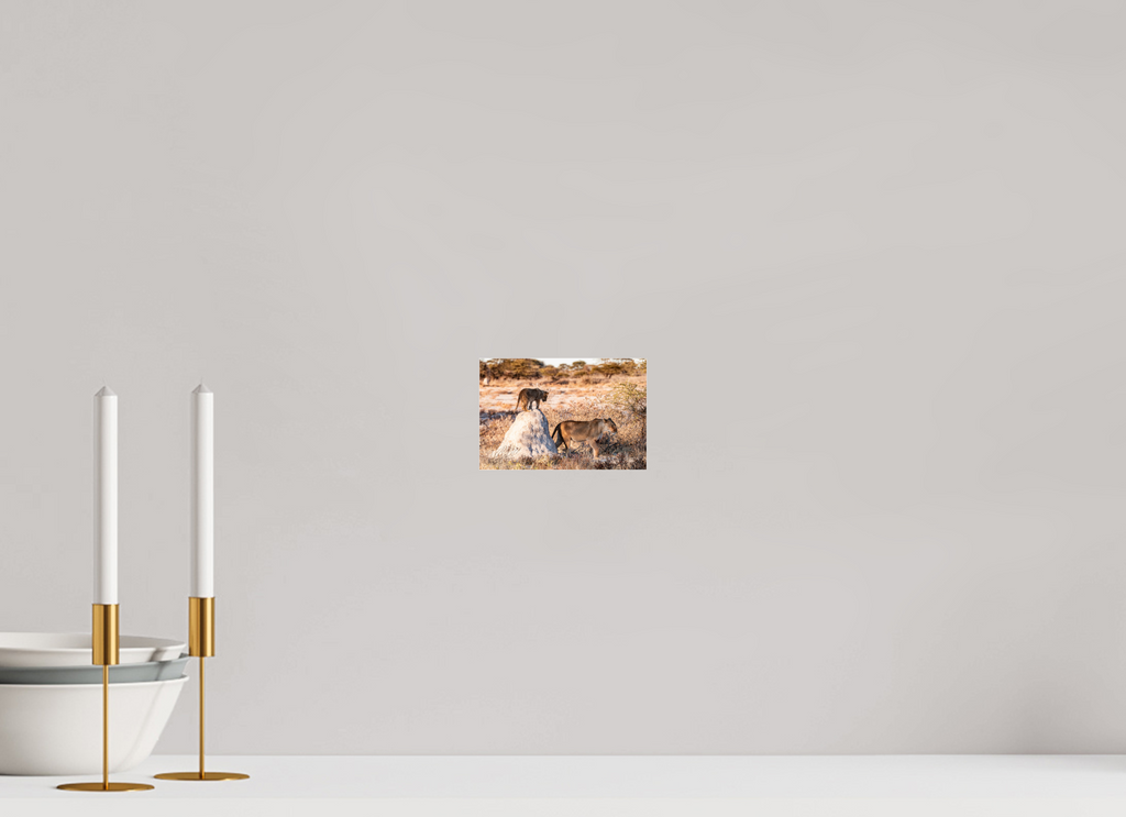 15 x 10 cm, Photo Print Under Acrylic Glass Lion mother with cub, Chobe National Park, Botswana, 2025