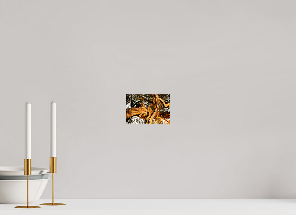 15 x 10 cm, Photo Print Under Acrylic Glass Yawning Leopard, Okavango Delta, Botswana, 2025