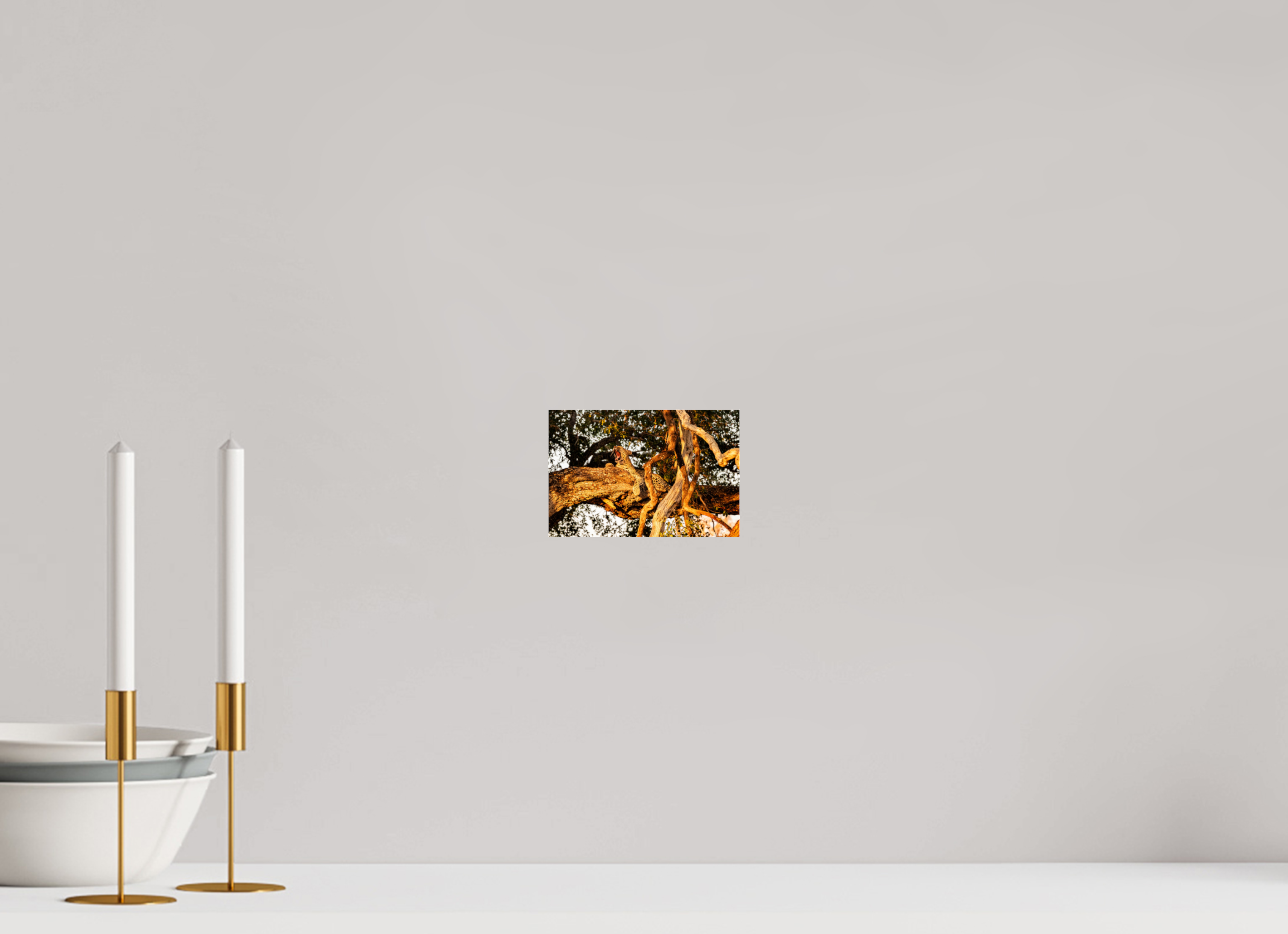 15 x 10 cm, Photo Print Under Acrylic Glass Yawning Leopard, Okavango Delta, Botswana, 2025