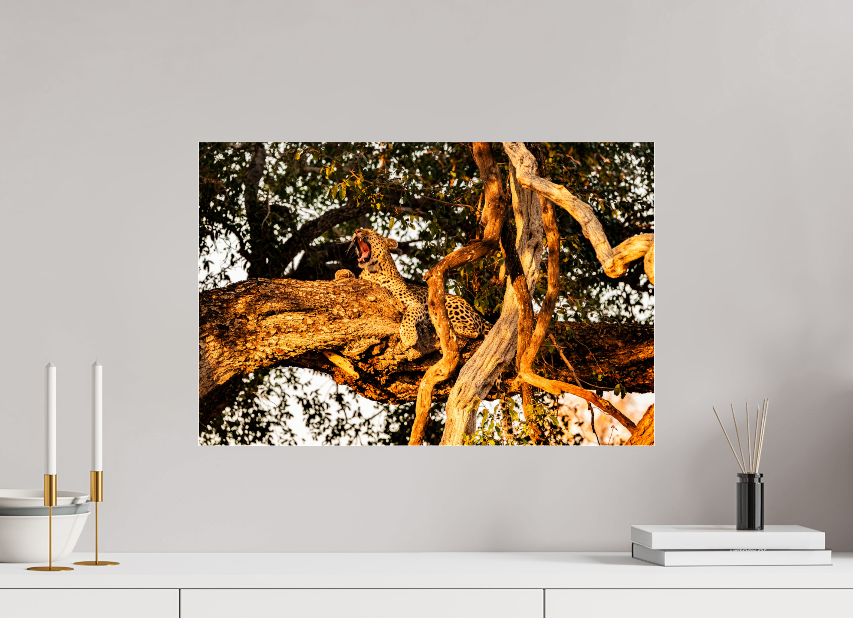 60 x 40 cm, Photo Print Under Acrylic Glass Yawning Leopard, Okavango Delta, Botswana, 2025