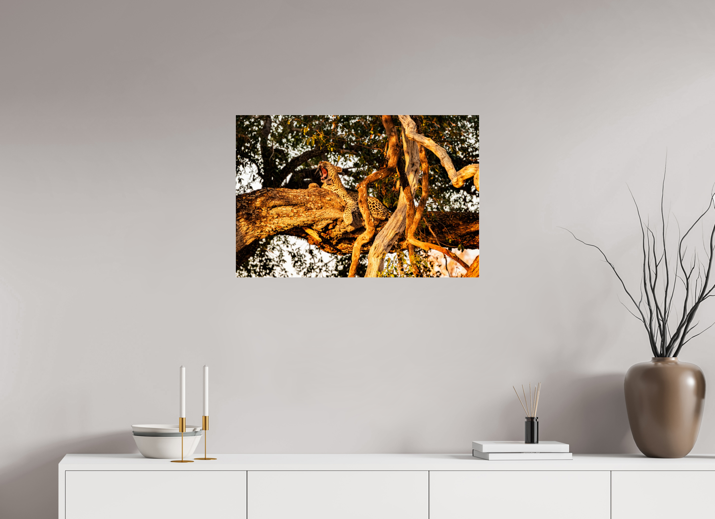 75 x 50 cm, Photo Print Under Acrylic Glass Yawning Leopard, Okavango Delta, Botswana, 2025
