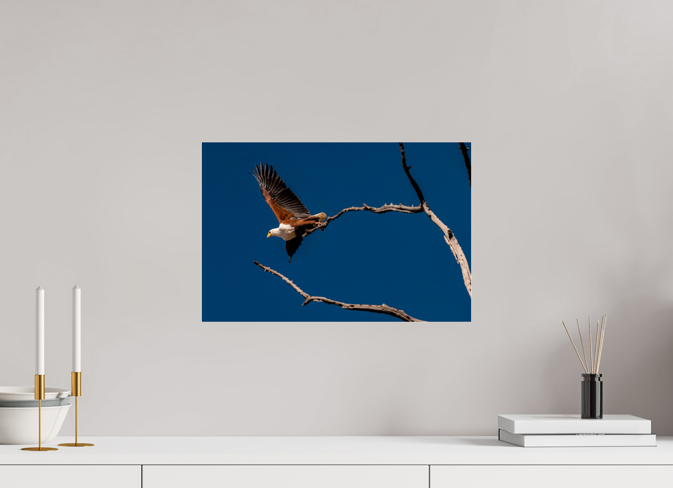 45 x 30 cm, Photo Print Under Acrylic Glass Fish Eagle launching, Lake Kariba, Zimbabwe, 2018
