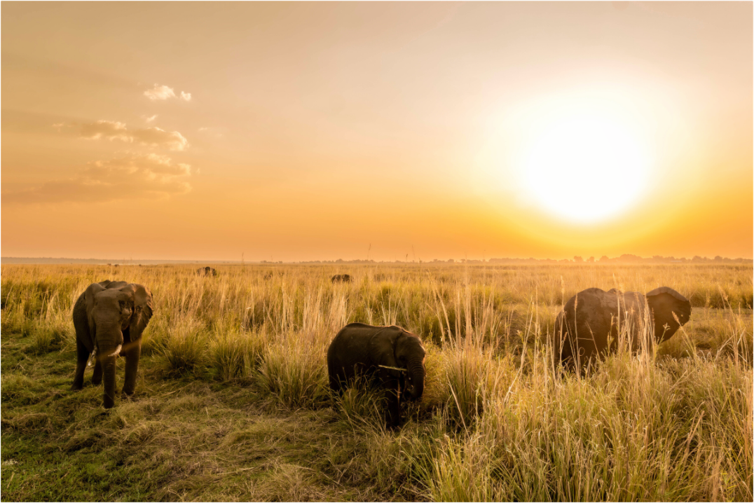 Main image Elefant on Island, Chobe River, Namibia, 2025