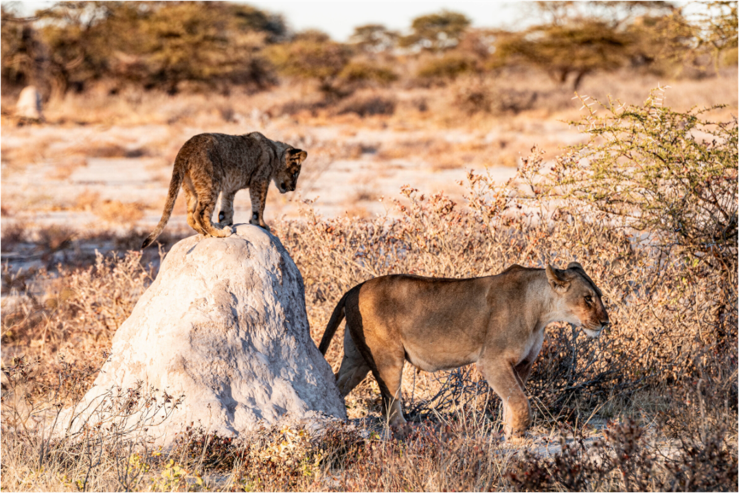 Main image Lion mother with cub, Chobe National Park, Botswana, 2025