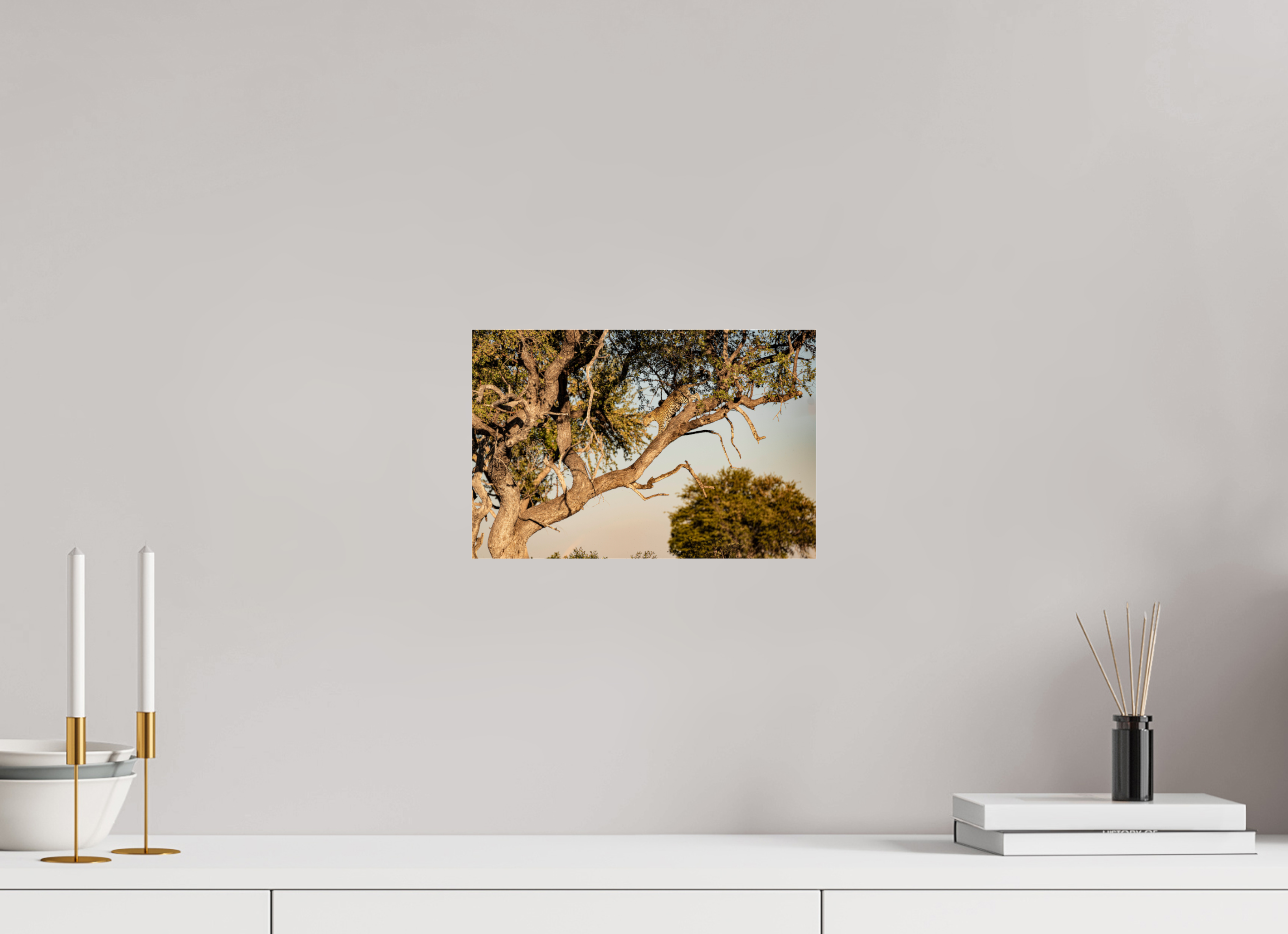 30 x 20 cm, Photo Print Under Acrylic Glass Leopard walking, Okavango Delta, Botswana, 2025