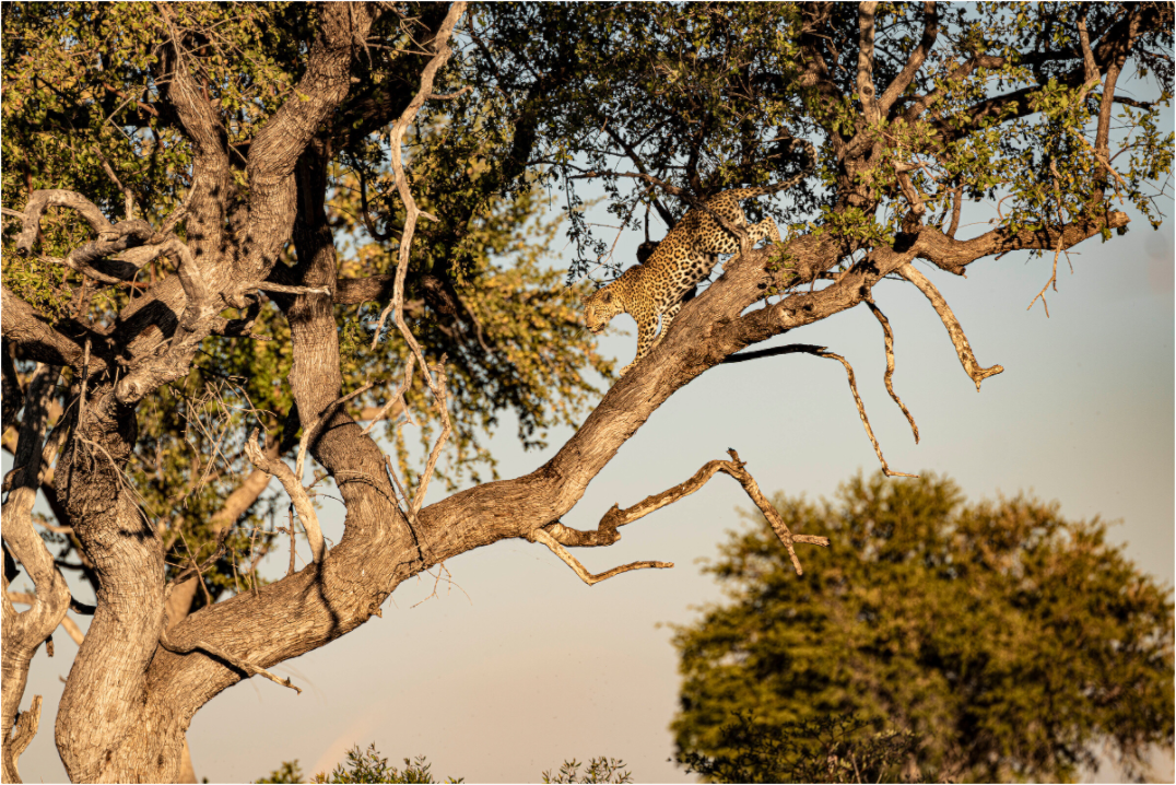 Main image Leopard walking, Okavango Delta, Botswana, 2025