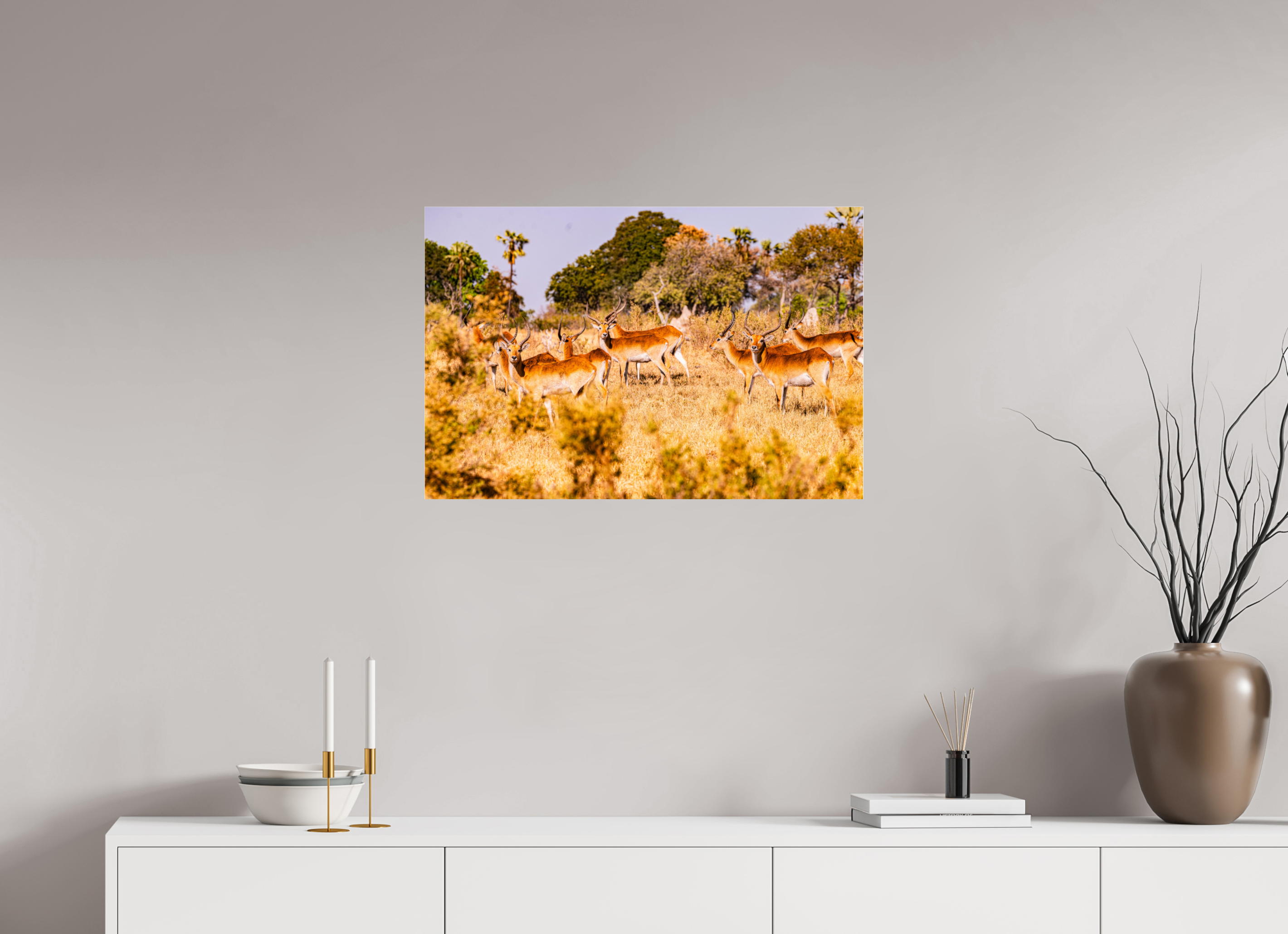 75 x 50 cm, Photo Print Under Acrylic Glass Lechwe Antilope, Okavango Delta, Botswana, 2025