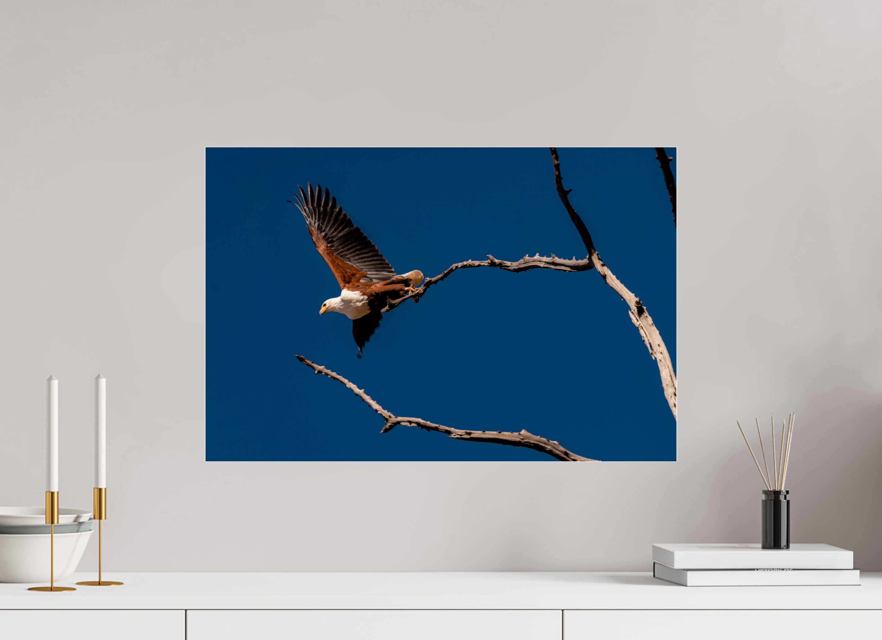 60 x 40 cm, Photo Print Under Acrylic Glass Fish Eagle launching, Lake Kariba, Zimbabwe, 2018