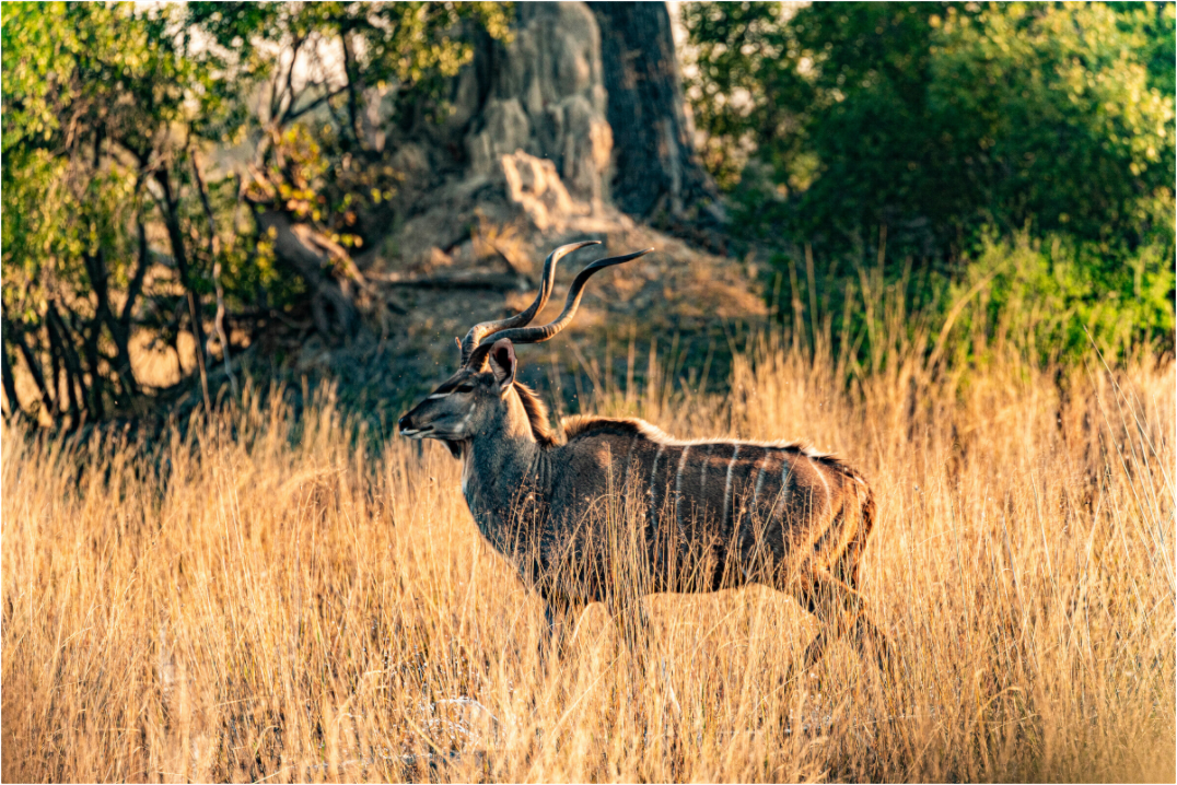 Main image Kudu Antilope, Okavango Delta, Botswana, 2025