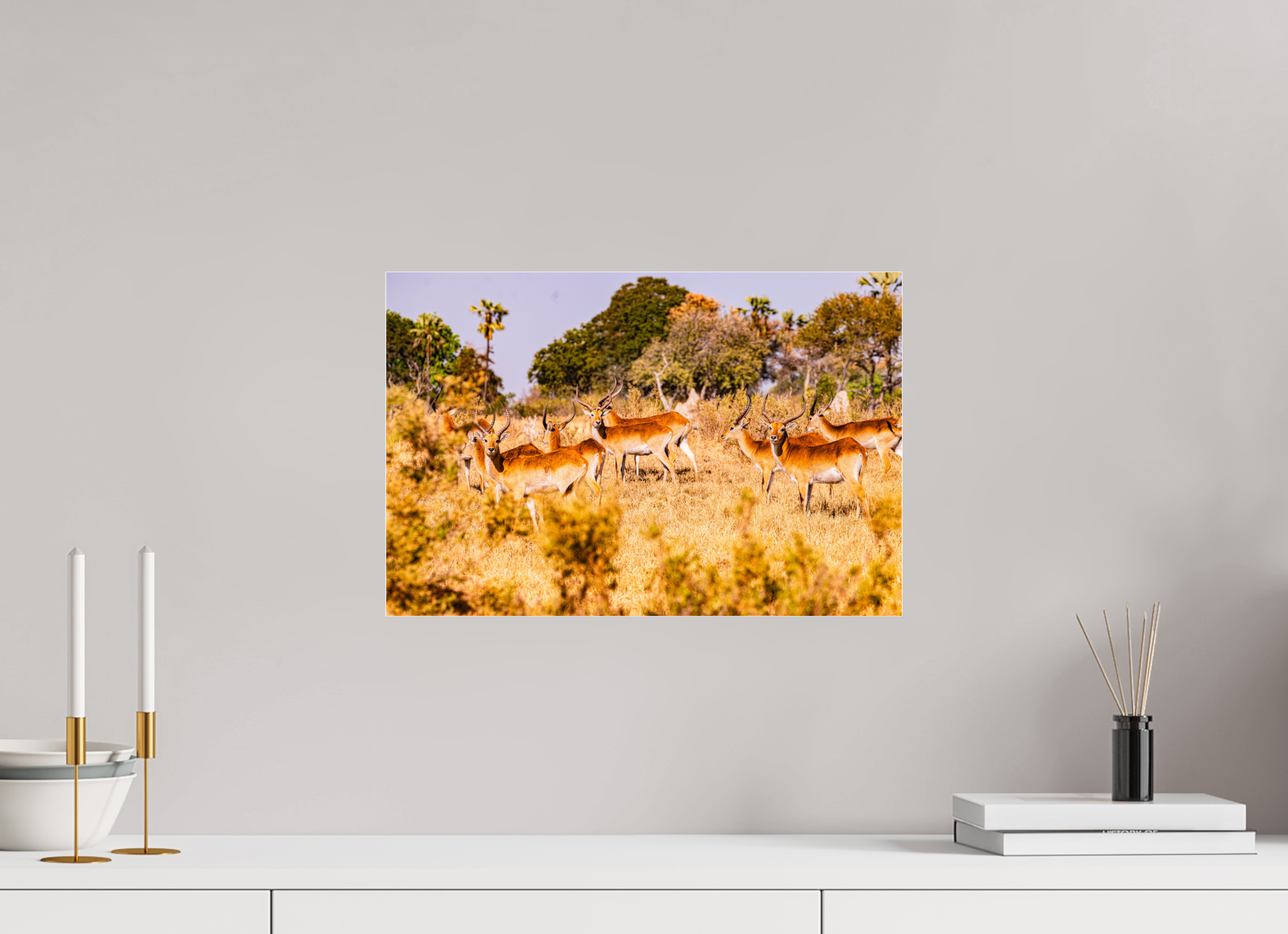 45 x 30 cm, Photo Print Under Acrylic Glass Lechwe Antilope, Okavango Delta, Botswana, 2025