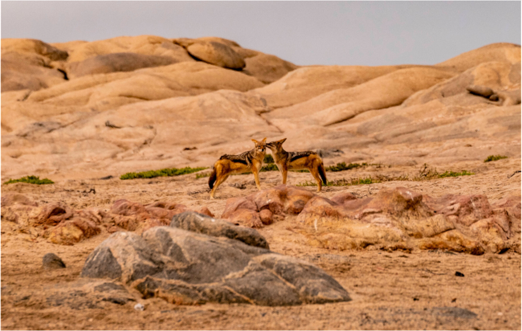 Main image Jackal, Skeleton Cost, Namibia, 2025