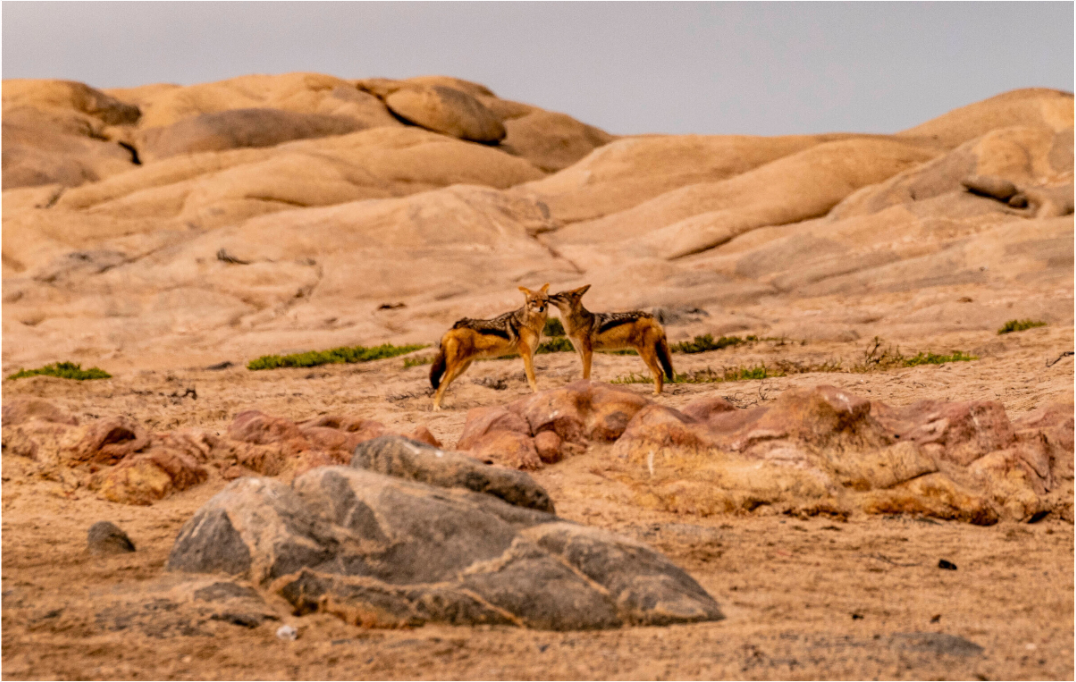 Main image Jackal, Skeleton Cost, Namibia, 2025