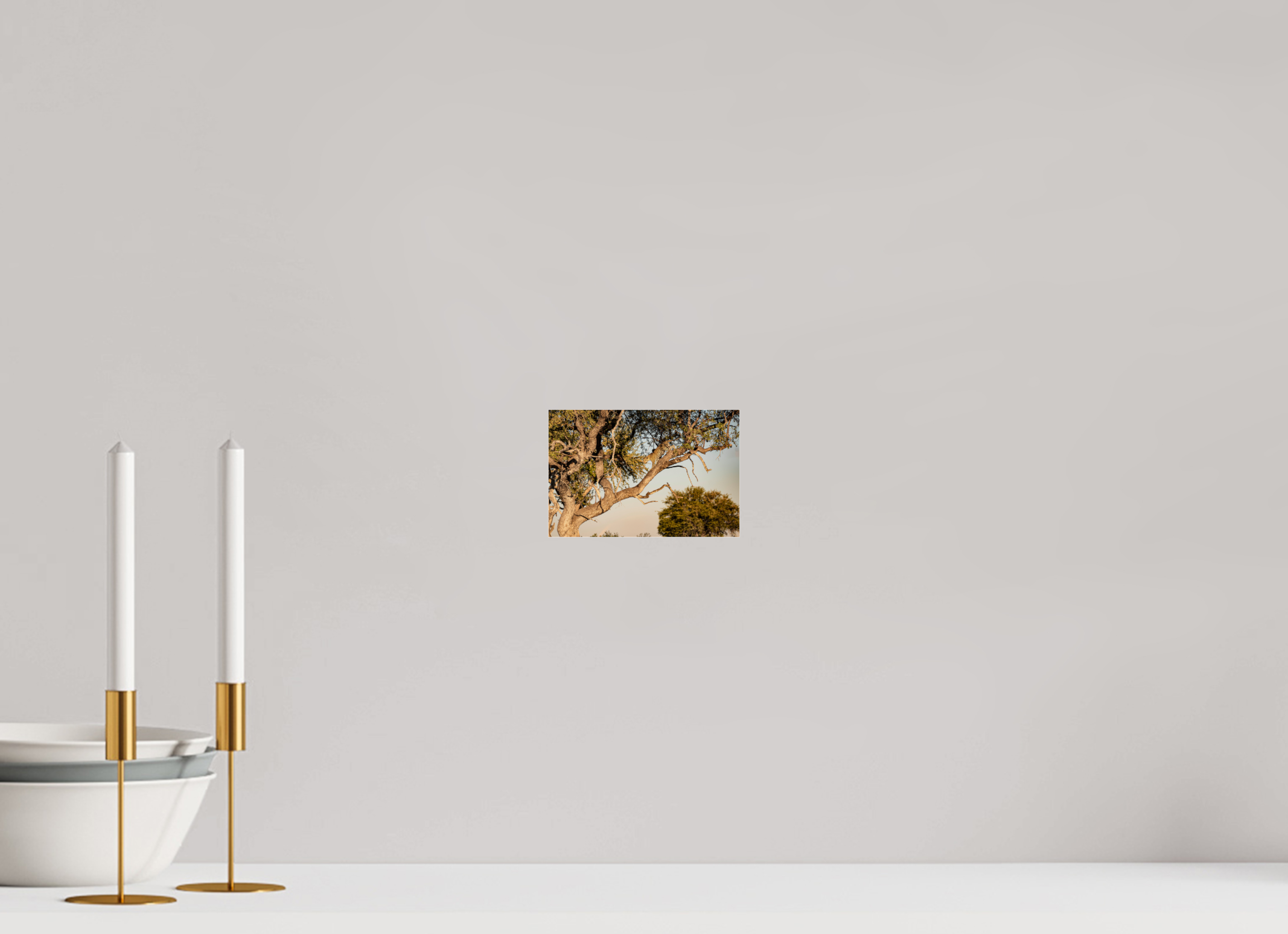 15 x 10 cm, Photo Print Under Acrylic Glass Leopard walking, Okavango Delta, Botswana, 2025