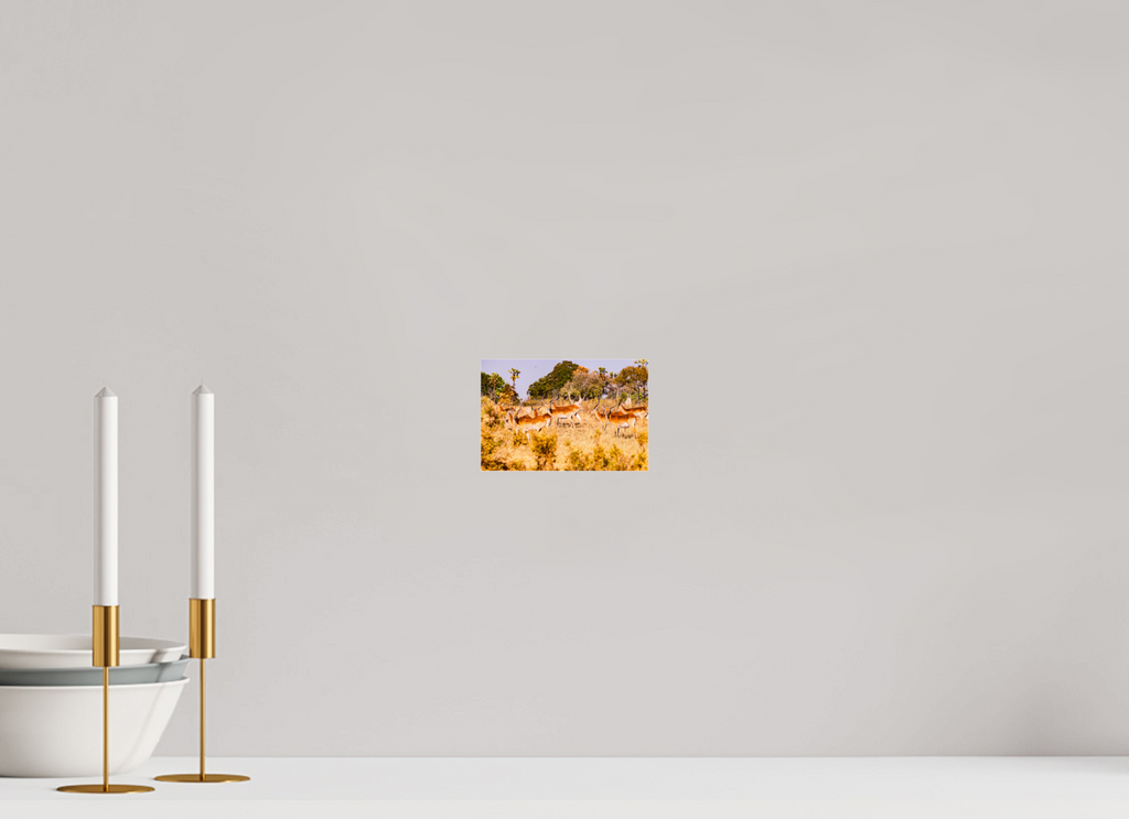 15 x 10 cm, Photo Print Under Acrylic Glass Lechwe Antilope, Okavango Delta, Botswana, 2025