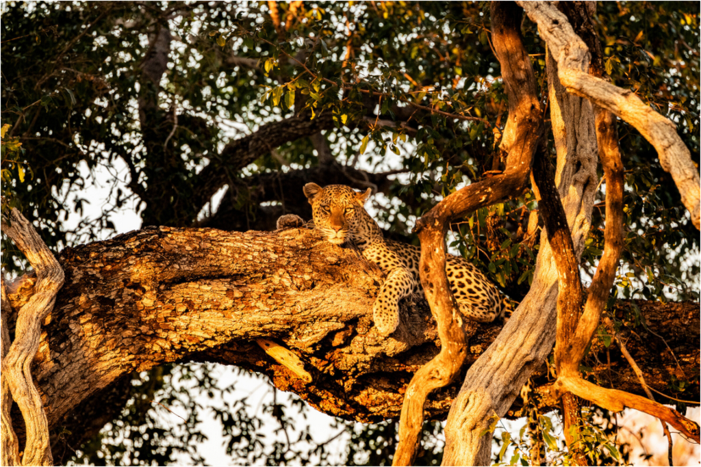 Main image Leopard_Okavango_Delta