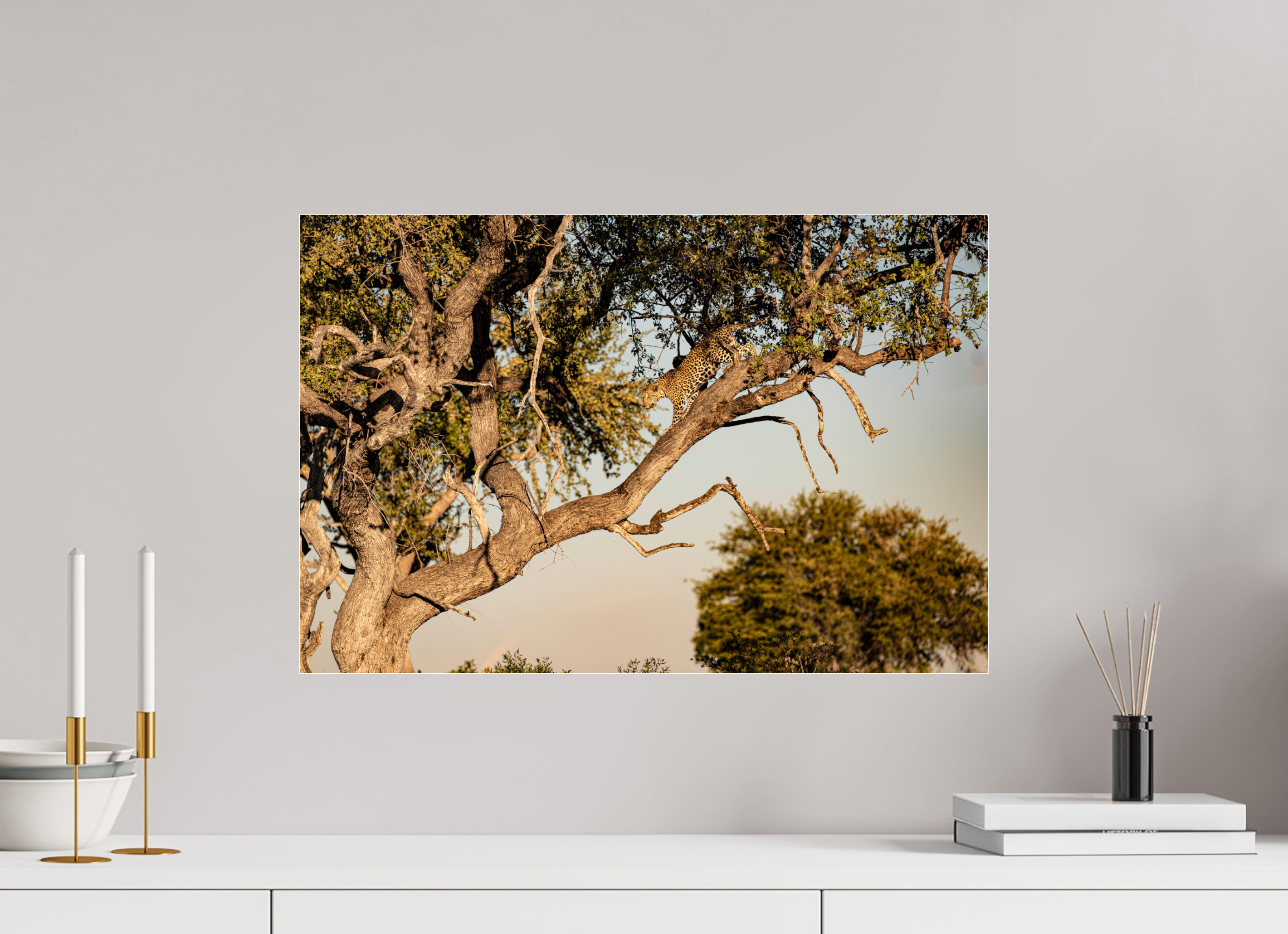 60 x 40 cm, Photo Print Under Acrylic Glass Leopard walking, Okavango Delta, Botswana, 2025