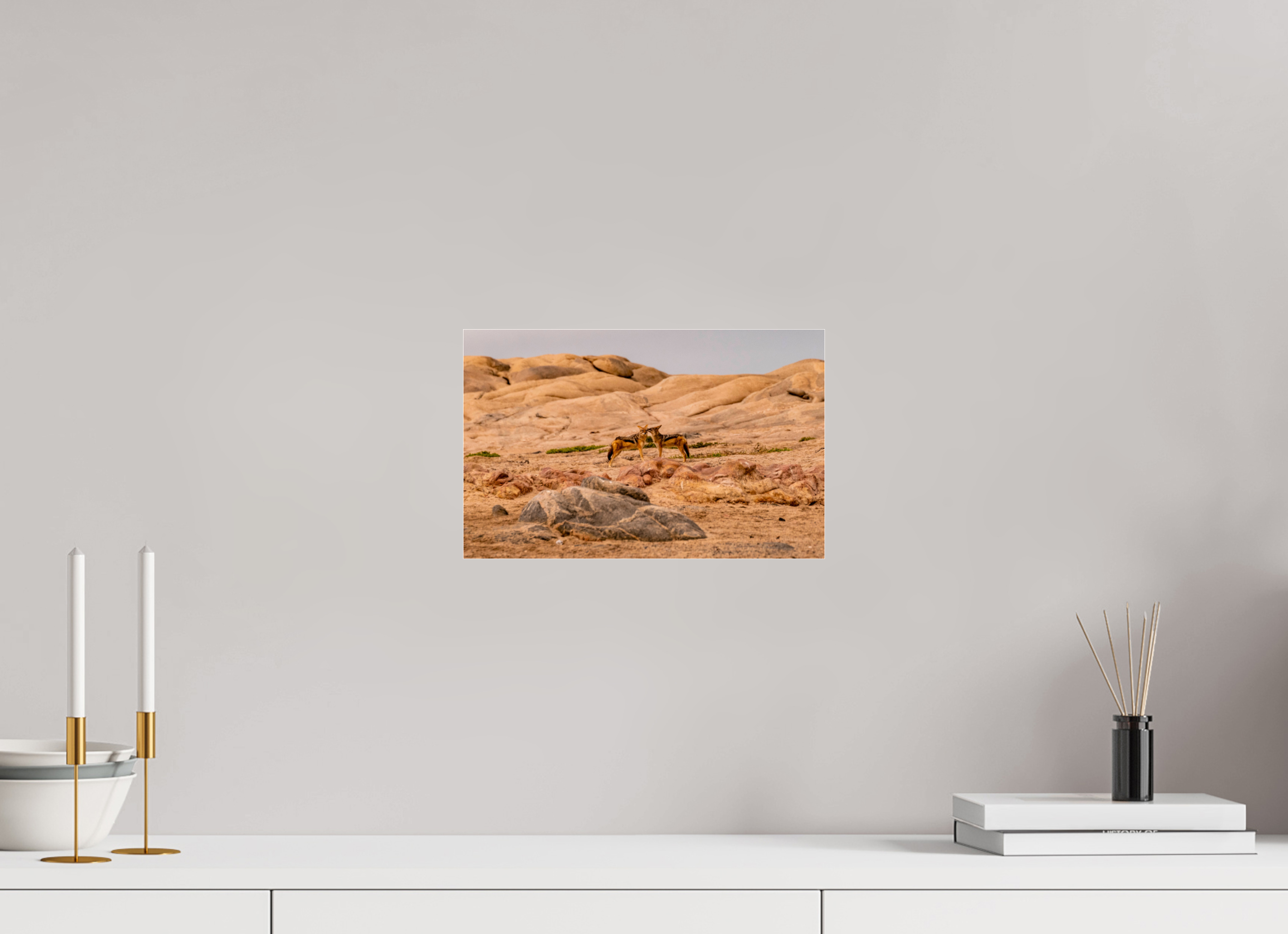 31,5 x 20 cm, Photo Print Under Acrylic Glass Jackal, Skeleton Cost, Namibia, 2025