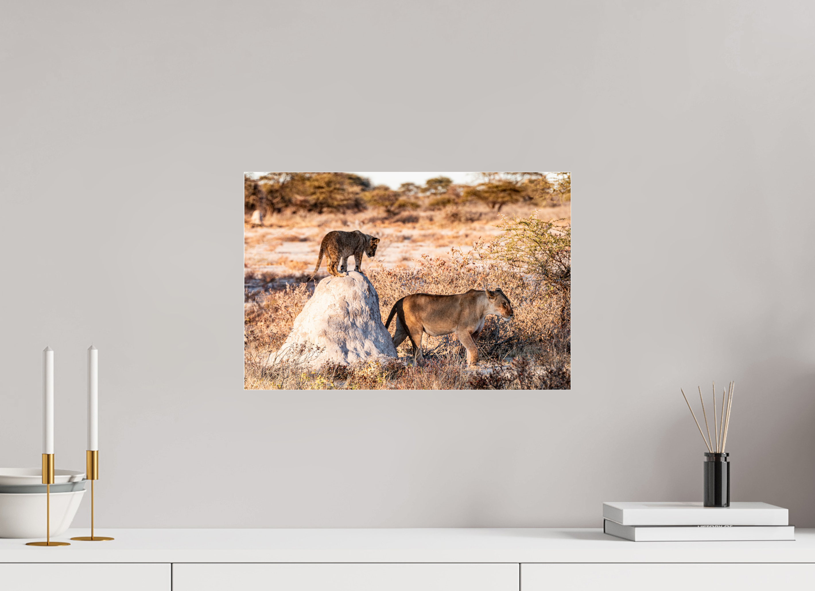 45 x 30 cm, Photo Print Under Acrylic Glass Lion mother with cub, Chobe National Park, Botswana, 2025