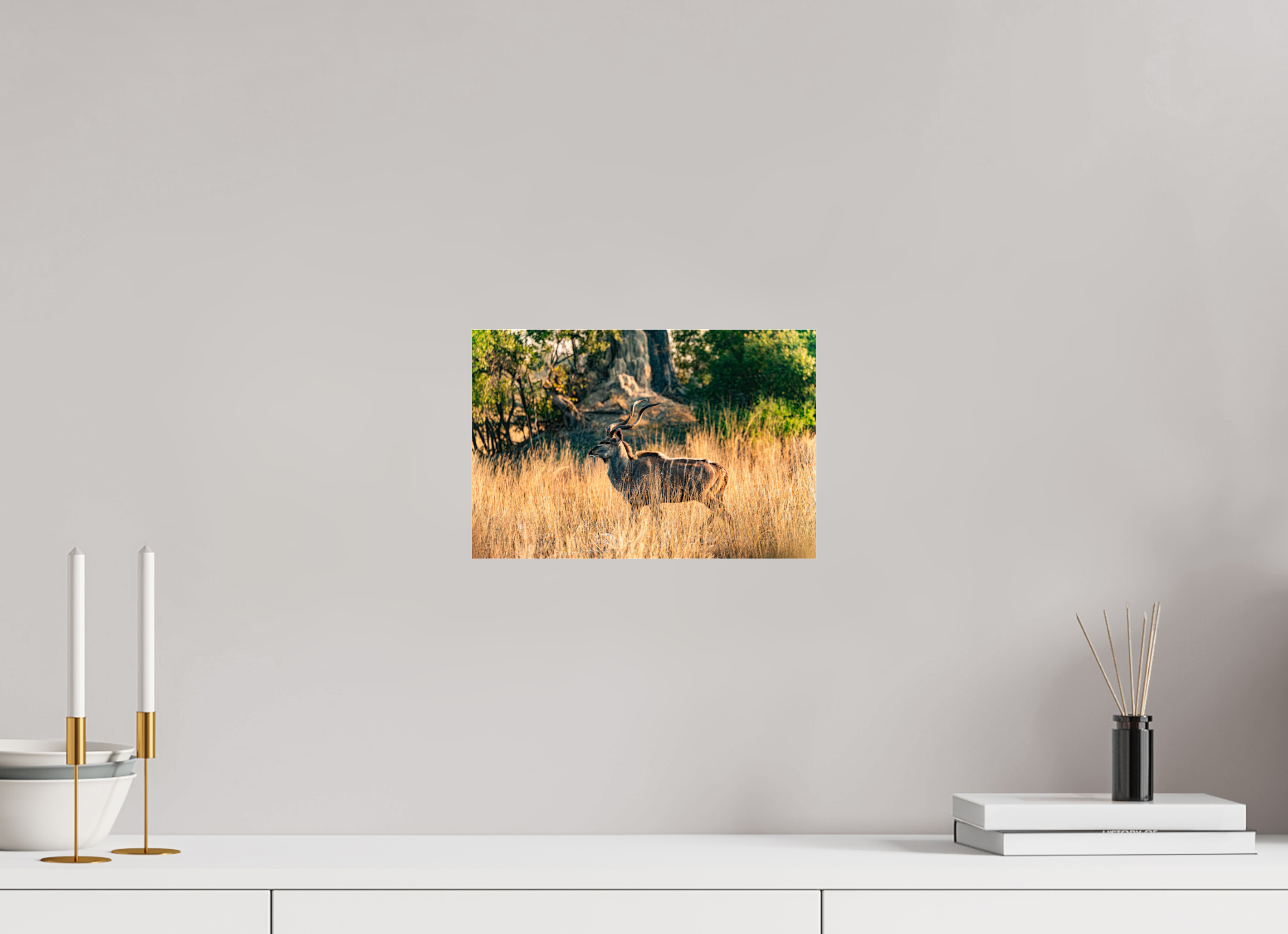 30 x 20 cm, Photo Print Under Acrylic Glass Kudu Antilope, Okavango Delta, Botswana, 2025
