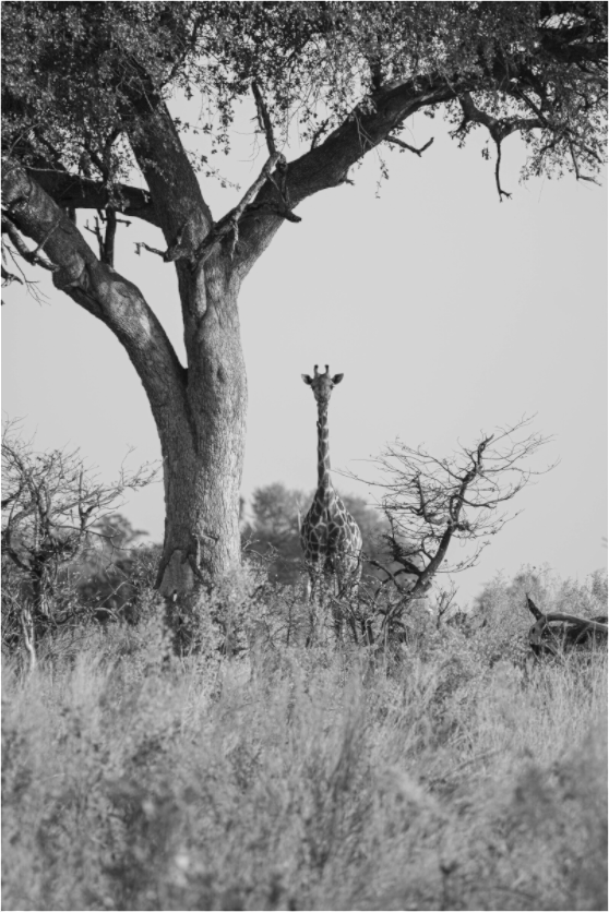 Main image Giraffe, Okavango Delta, Botswana, 2025