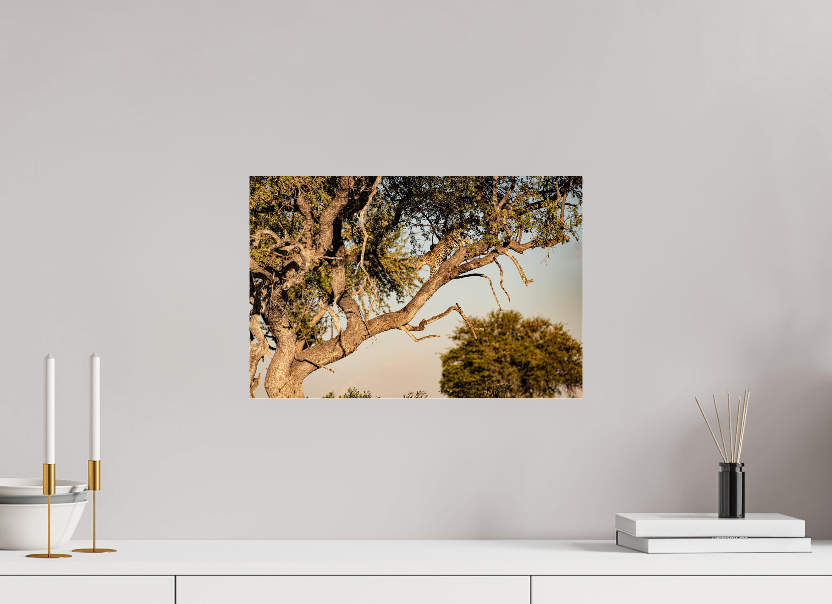 45 x 30 cm, Photo Print Under Acrylic Glass Leopard walking, Okavango Delta, Botswana, 2025