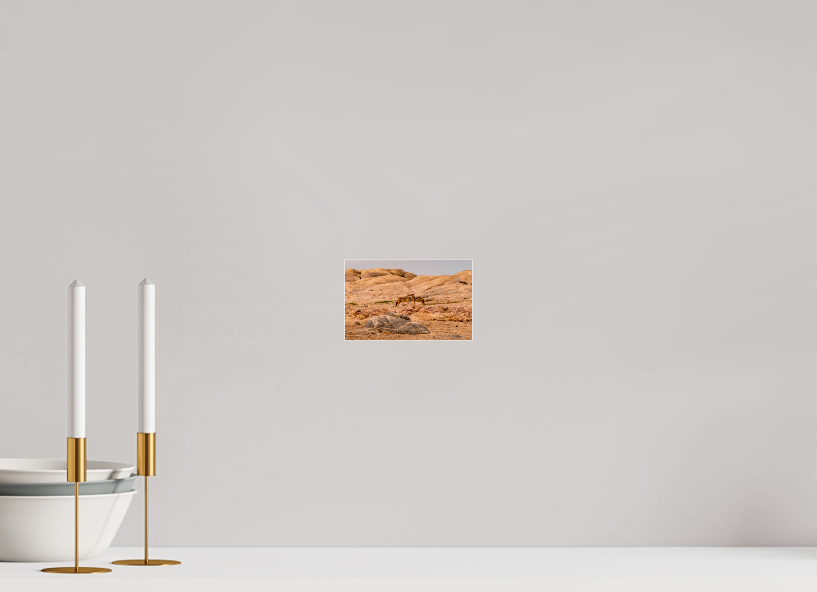 15,8 x 10 cm, Photo Print Under Acrylic Glass Jackal, Skeleton Cost, Namibia, 2025