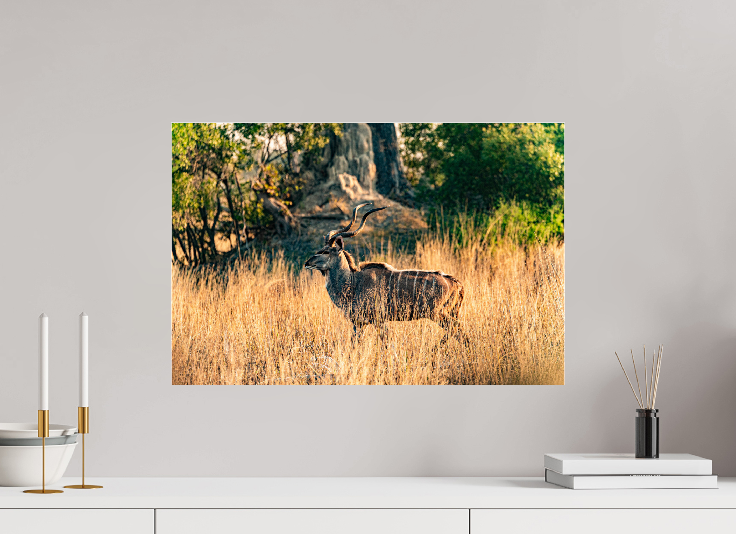 60 x 40 cm, Photo Print Under Acrylic Glass Kudu Antilope, Okavango Delta, Botswana, 2025