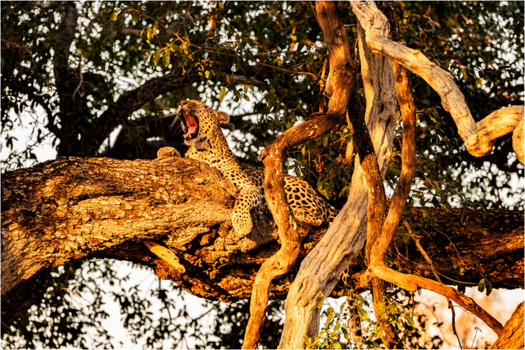 Main image Yawning Leopard, Okavango Delta, Botswana, 2025