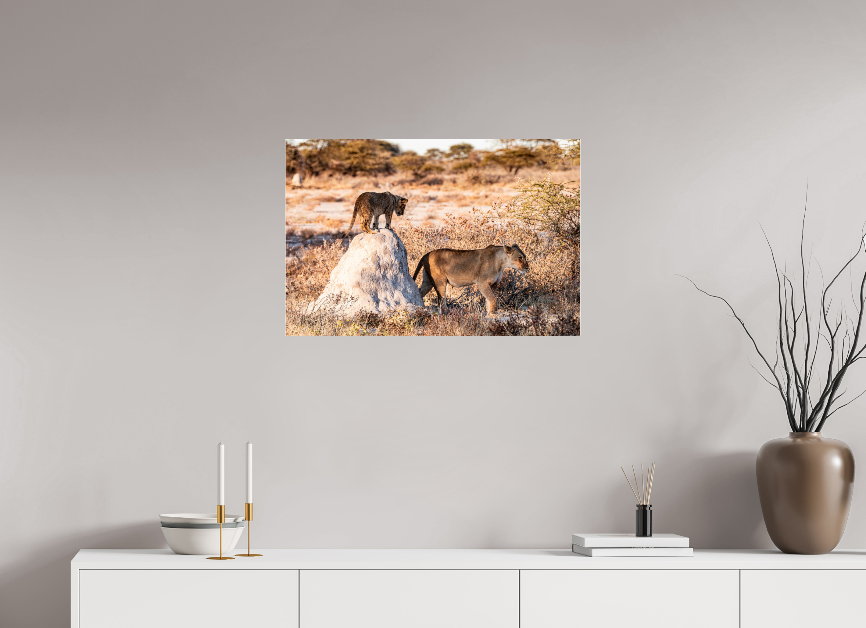75 x 50 cm, Photo Print Under Acrylic Glass Lion mother with cub, Chobe National Park, Botswana, 2025