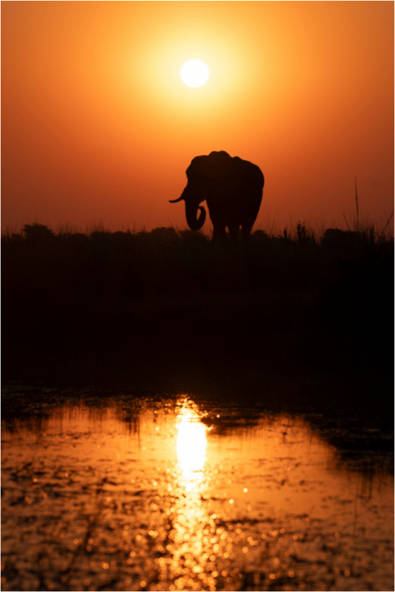 Main image Elefant Sunset, Chobe, Namibia, 2025