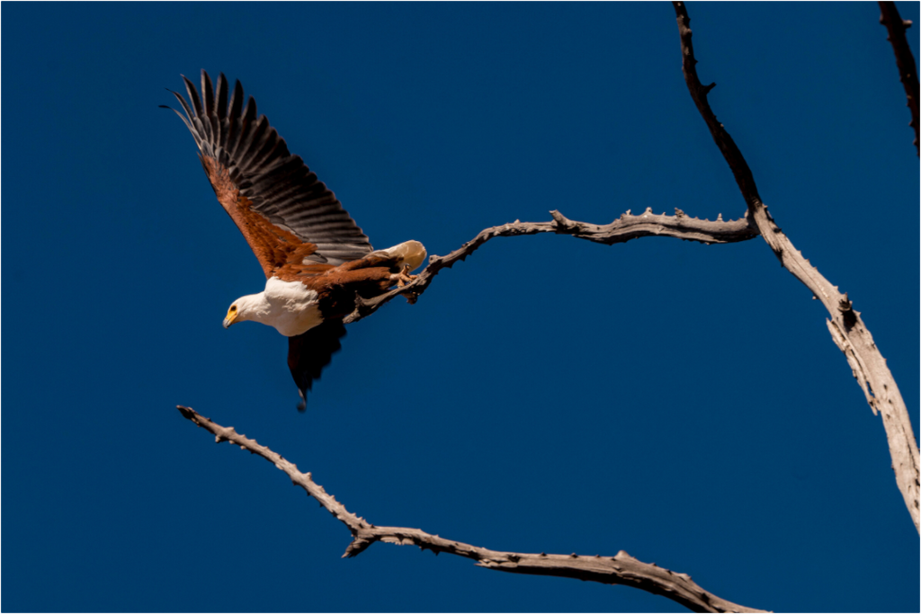 Main image Fish Eagle launching, Lake Kariba, Zimbabwe, 2018