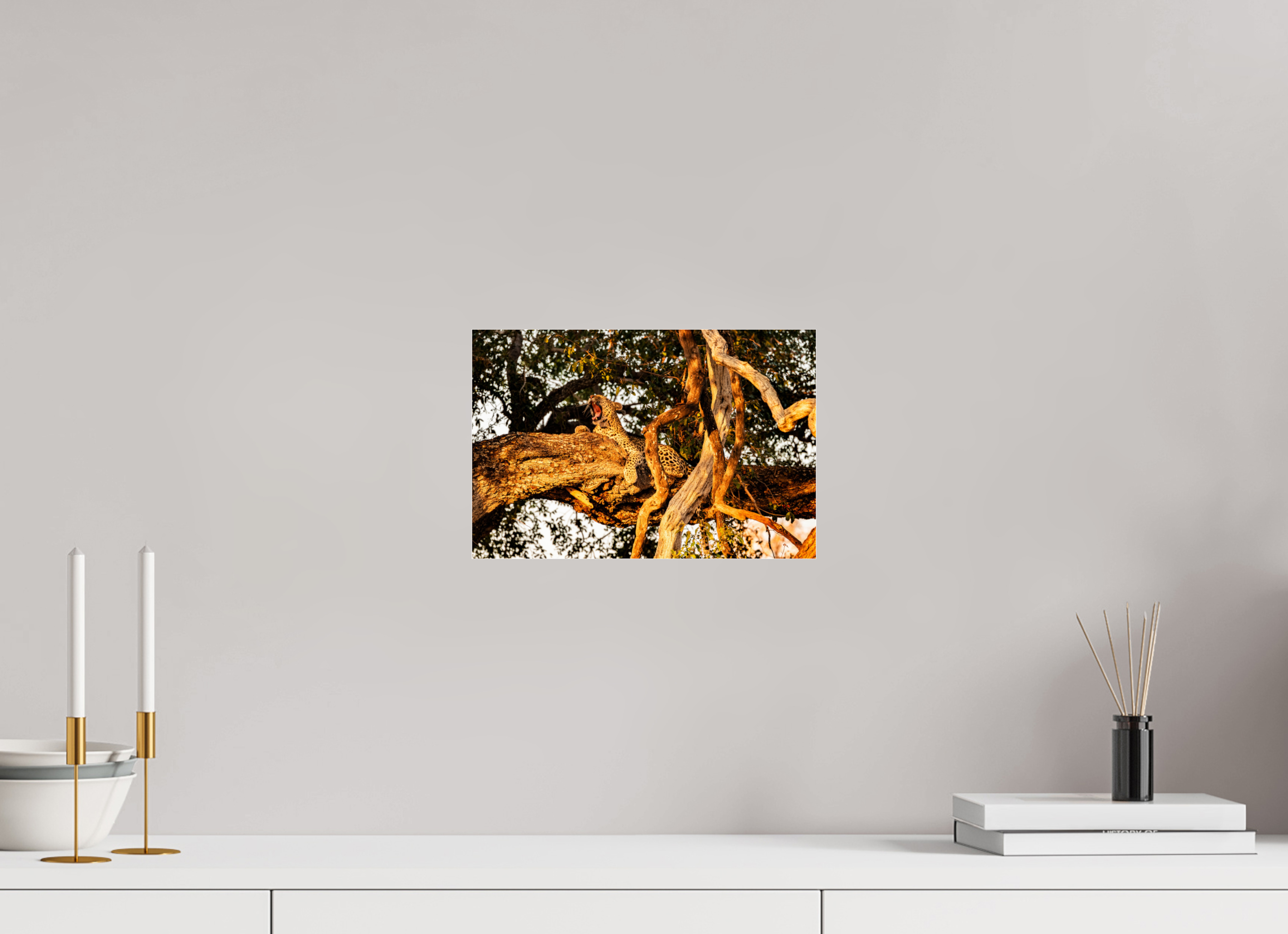 30 x 20 cm, Photo Print Under Acrylic Glass Yawning Leopard, Okavango Delta, Botswana, 2025