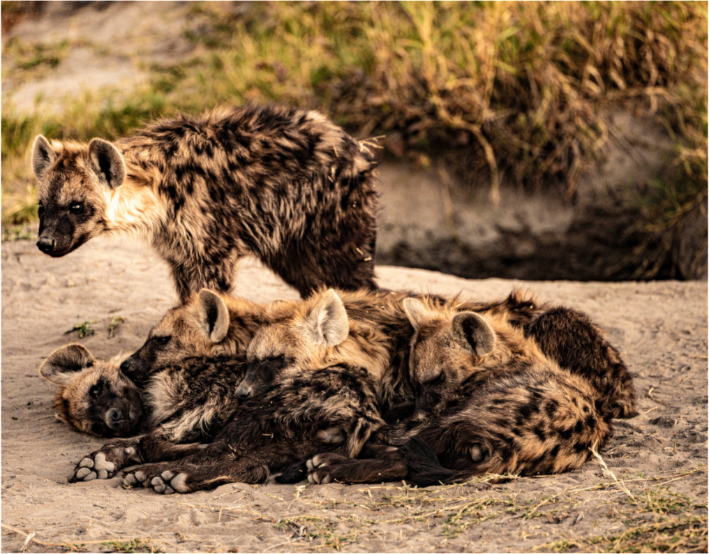 Main image Hyena Family, Okavango Delta, Botswana, 2025