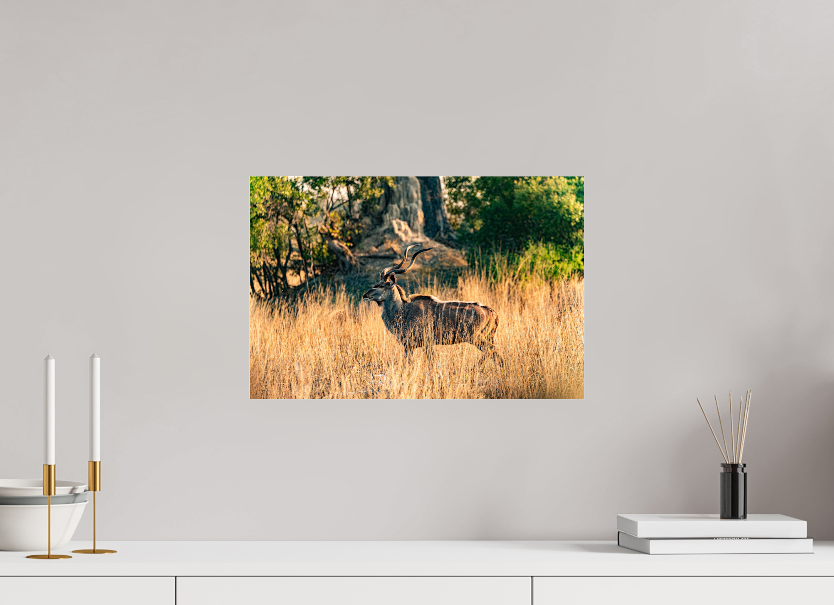 45 x 30 cm, Photo Print Under Acrylic Glass Kudu Antilope, Okavango Delta, Botswana, 2025